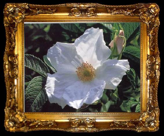 framed  unknow artist Still life floral, all kinds of reality flowers oil painting  187, ta009-2
